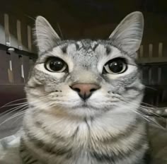 Cat Profile
